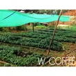 100% Arabica Coffee Beans Dark Roast 1 Kilogram image 3