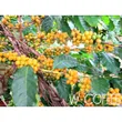 100% Arabica Coffee Beans Dark Roast 1 Kilogram image 4
